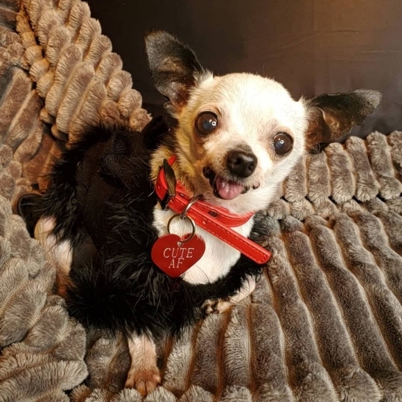 Meet your Posher, Rahjeena - Picture 12 of 16